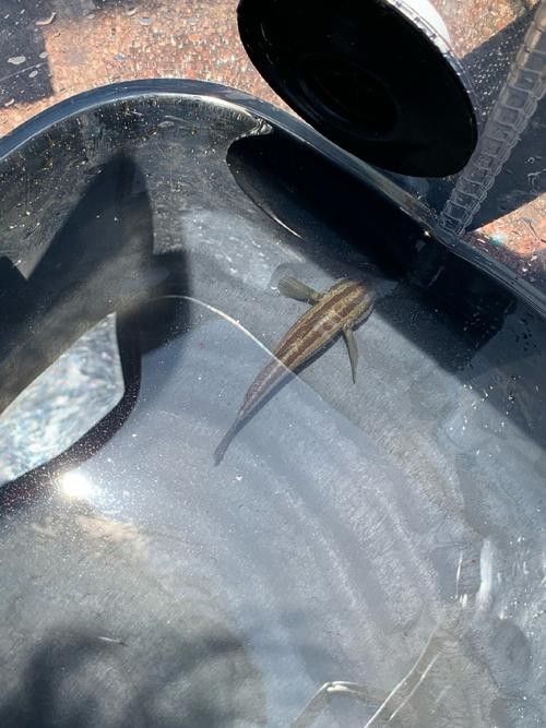 雷龍魚可以和蝦虎混養嗎圖片