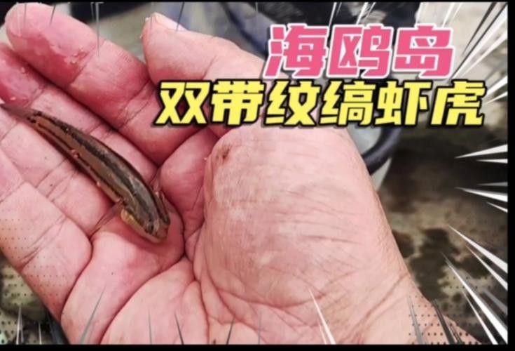 雷龍魚可以和蝦虎混養嗎圖片