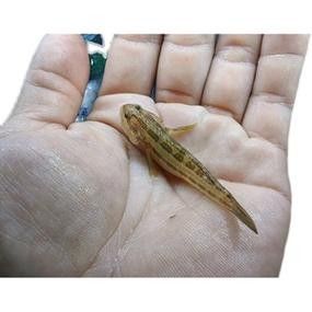 雷龍魚可以和蝦虎混養嗎圖片
