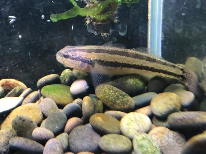 雷龍魚可以和蝦虎混養嗎圖片