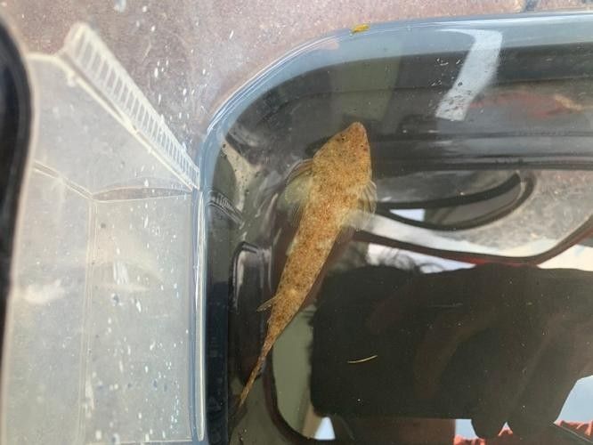 雷龍魚可以和蝦虎混養嗎圖片