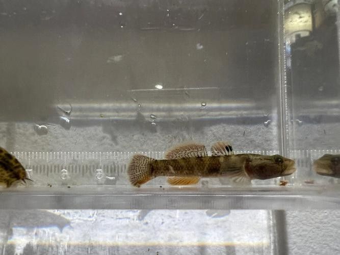 雷龍魚可以和蝦虎混養嗎圖片