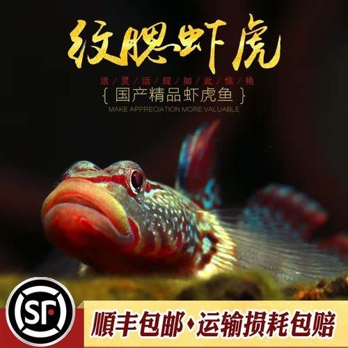 雷龍魚可以和蝦虎混養嗎圖片