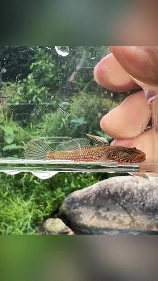 雷龍魚可以和蝦虎混養嗎圖片