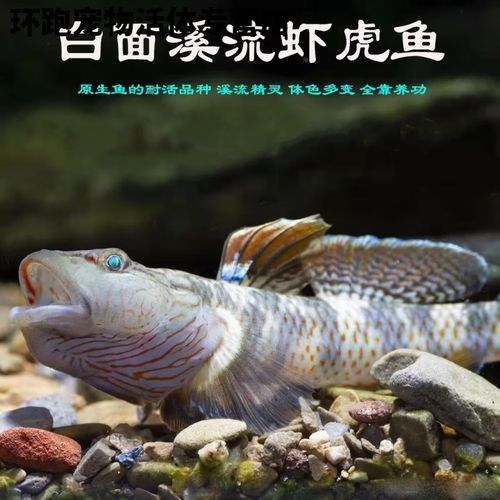 雷龍魚可以和蝦虎混養嗎圖片