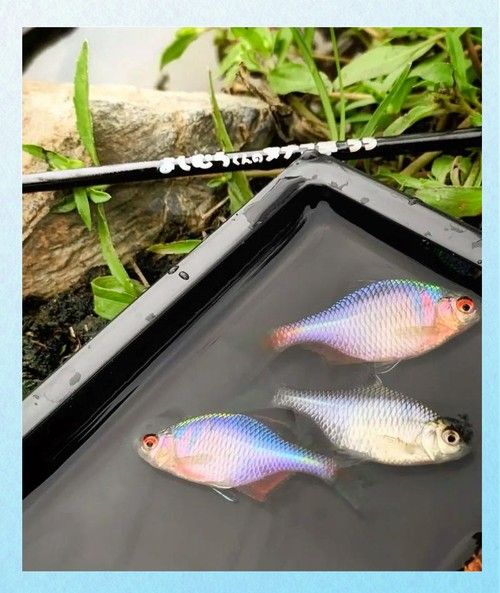 雷龍魚可以和蝦虎混養嗎圖片