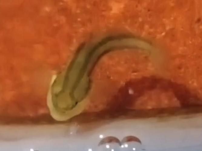 雷龍魚可以和蝦虎混養嗎圖片