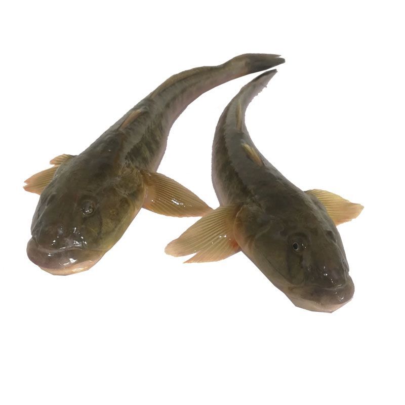 小龍魚吃什么食物：小龍魚在不同生長(zhǎng)階段的飲食建議