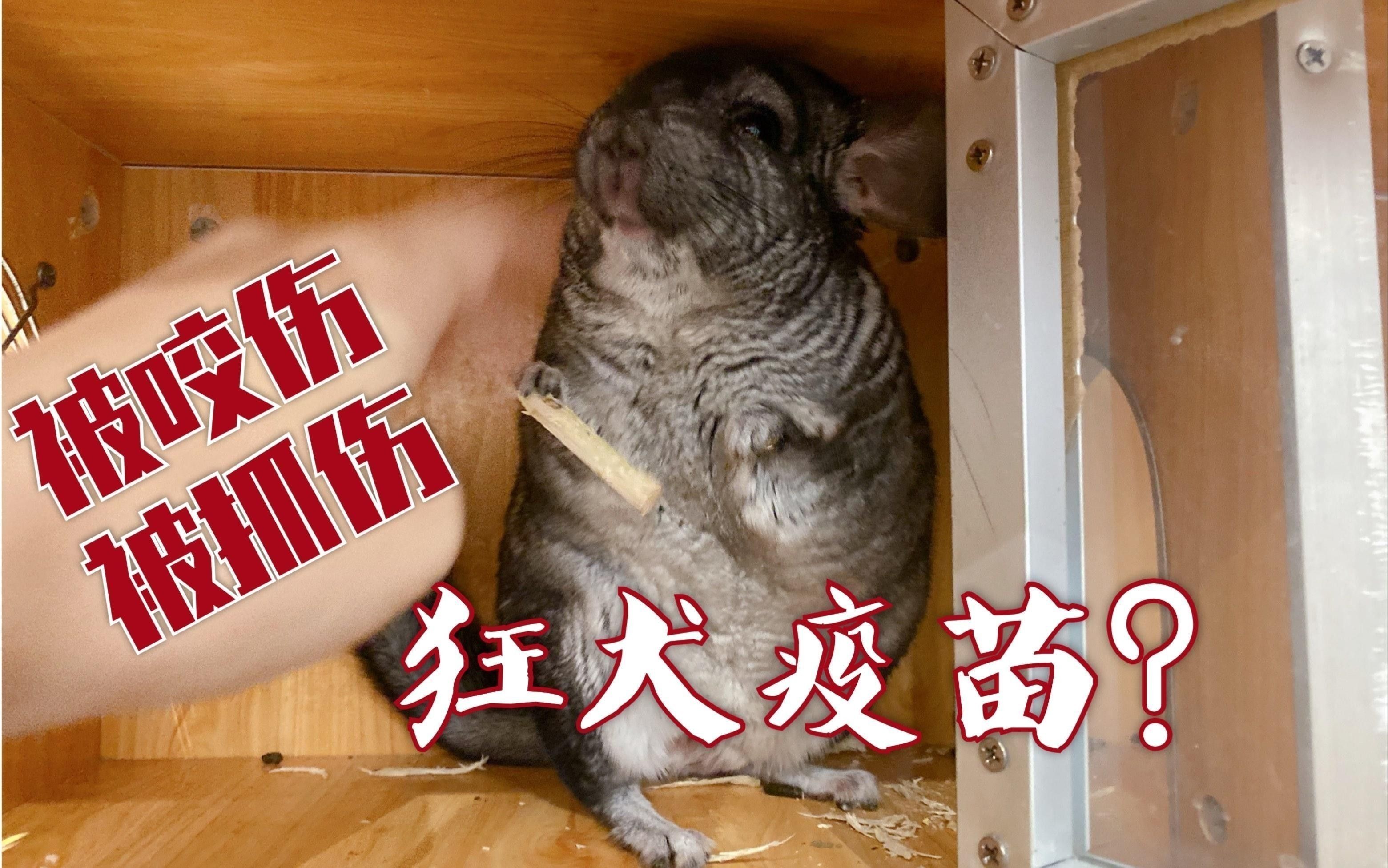 龍貓咬傷多久后安全
