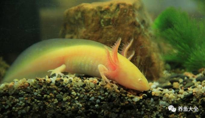 六角恐龍魚需要多少水
