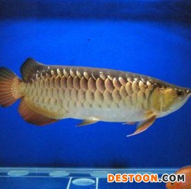 怎么看金龍魚公母：分辨金龍魚的公母是非常重要的，不僅可以提高成功率