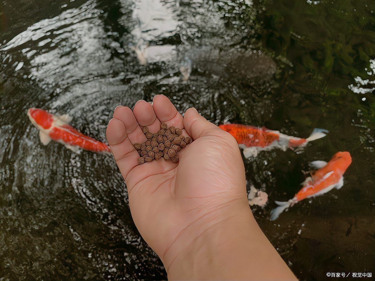 紅龍魚到家幾天喂食