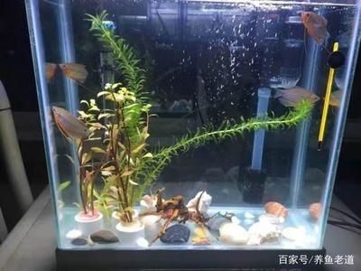 魚缸好壞有區(qū)別嗎怎么看（如何選擇適合觀賞魚的魚缸）