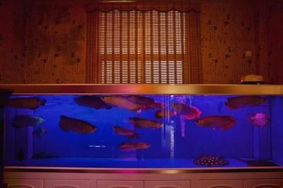 紅龍魚缸什么顏色背景最好養：養紅龍魚缸什么顏色背景最好養紅龍魚缸什么顏色背景最好養