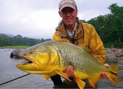 黃金河虎和龍魚可以混養嗎：黃金河虎和龍魚可以混養嗎，