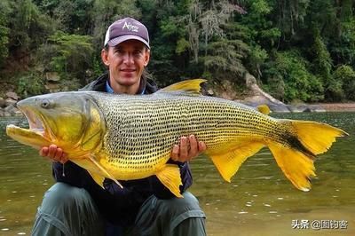 黃金河虎和龍魚可以混養嗎：黃金河虎和龍魚可以混養嗎，