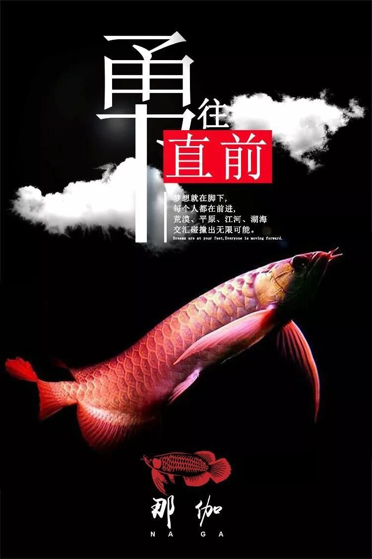 紅龍魚上色用nec好還是熒光粉好