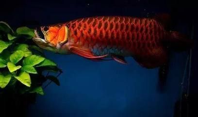 龍魚最長能餓多久啊：龍魚可以承受幾天到一周的饑餓，但不宜故意延長饑餓時間
