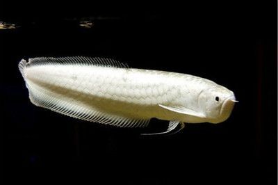 黑龍魚是什么魚種類：黑龍魚是一種美麗的淡水魚，屬于南美洲的尼格羅河流域