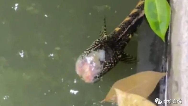 雷龍魚可以活多久 雷龍魚可以活多久 龍魚百科 第3張