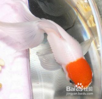 金龍魚炸鱗怎么回事：金龍魚炸鱗現象解析 金龍魚炸鱗怎么回事：金龍魚炸鱗現象解析 龍魚百科 第3張
