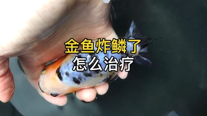 金龍魚炸鱗怎么回事：金龍魚炸鱗現象解析 金龍魚炸鱗怎么回事：金龍魚炸鱗現象解析 龍魚百科 第4張