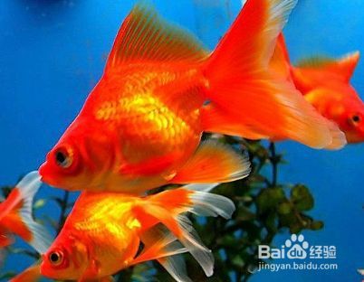 金龍魚炸鱗怎么回事：金龍魚炸鱗現象解析 金龍魚炸鱗怎么回事：金龍魚炸鱗現象解析 龍魚百科 第5張