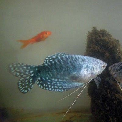 長得像曼龍魚的觀賞魚（幾種長得像曼龍魚的觀賞魚）