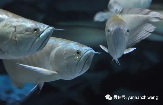 銀龍魚飼養放鹽比例是多少啊 銀龍魚飼養放鹽比例是多少啊 龍魚百科 第1張