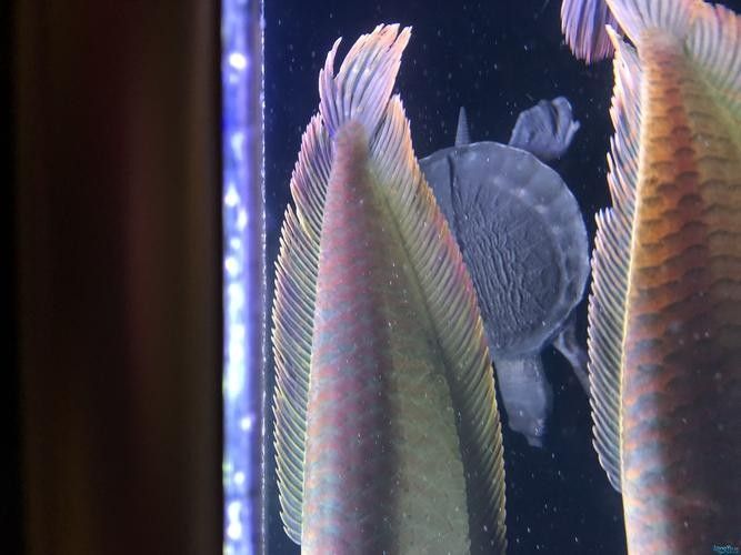 龍魚身上白色線狀寄生蟲圖片 龍魚身上白色線狀寄生蟲圖片 龍魚百科 第5張