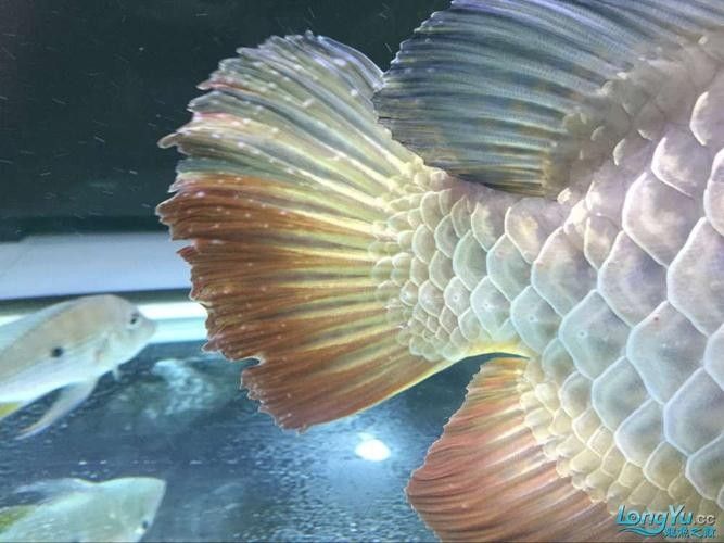 龍魚身上白色線狀寄生蟲圖片 龍魚身上白色線狀寄生蟲圖片 龍魚百科 第4張