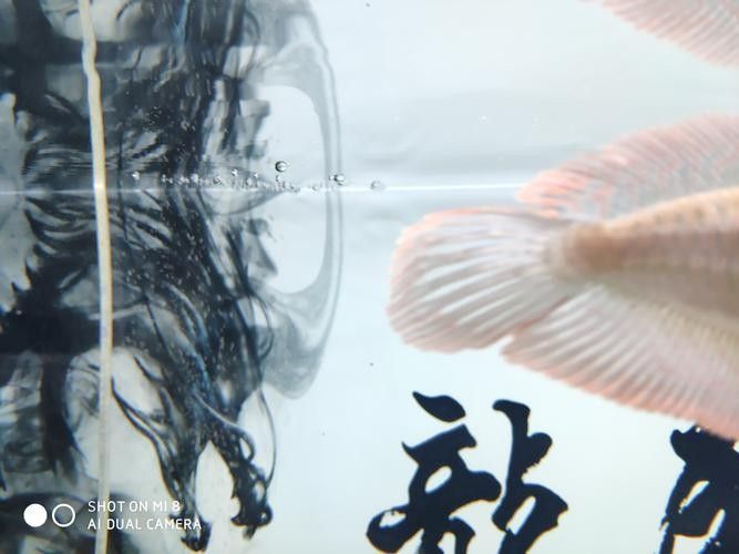 龍魚身上白色線狀寄生蟲圖片 龍魚身上白色線狀寄生蟲圖片 龍魚百科 第6張