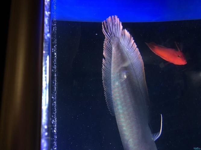 龍魚身上白色線狀寄生蟲圖片 龍魚身上白色線狀寄生蟲圖片 龍魚百科 第7張