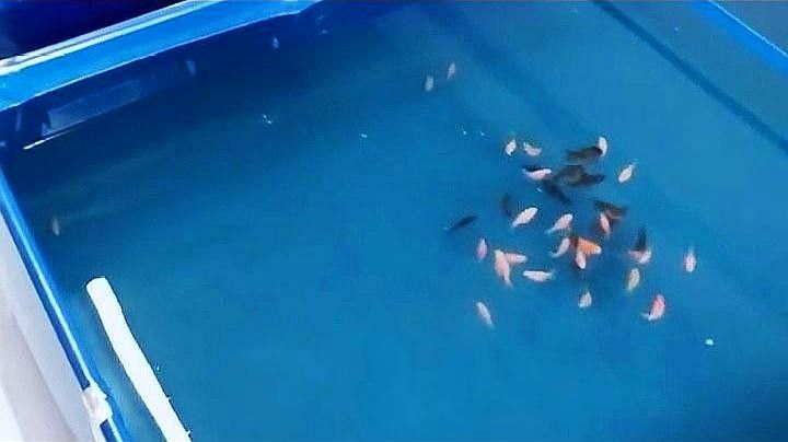 龍魚身上白色線狀寄生蟲圖片 龍魚身上白色線狀寄生蟲圖片 龍魚百科 第19張