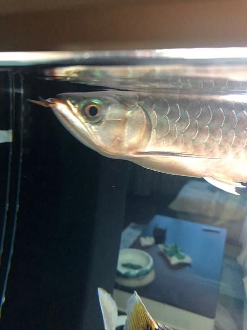 龍魚身上白色線狀寄生蟲圖片 龍魚身上白色線狀寄生蟲圖片 龍魚百科 第18張