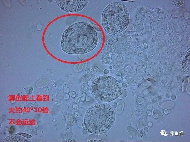 龍魚身上白色線狀寄生蟲圖片 龍魚身上白色線狀寄生蟲圖片 龍魚百科 第23張