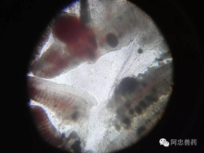 龍魚身上白色線狀寄生蟲圖片 龍魚身上白色線狀寄生蟲圖片 龍魚百科 第27張