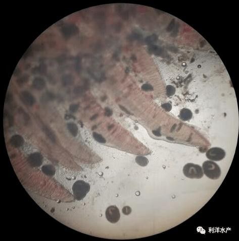 龍魚身上白色線狀寄生蟲圖片 龍魚身上白色線狀寄生蟲圖片 龍魚百科 第34張