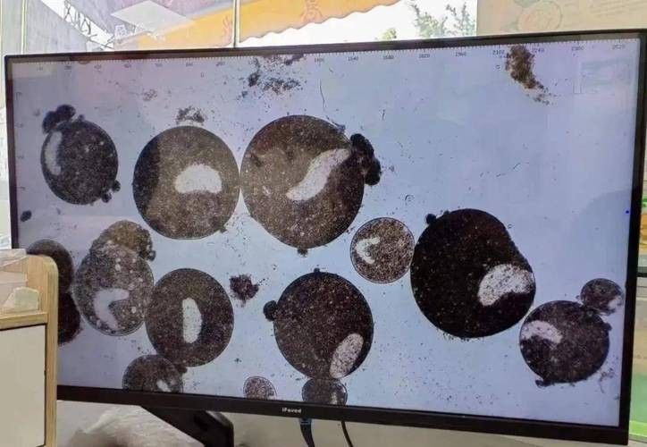 龍魚身上白色線狀寄生蟲圖片 龍魚身上白色線狀寄生蟲圖片 龍魚百科 第32張