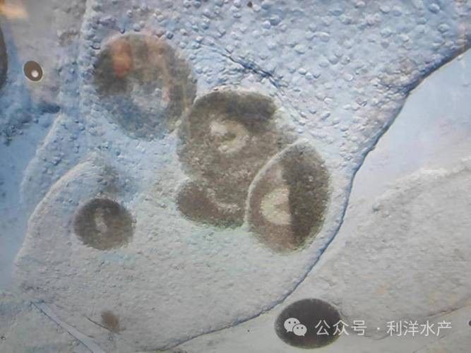 龍魚身上白色線狀寄生蟲圖片 龍魚身上白色線狀寄生蟲圖片 龍魚百科 第37張