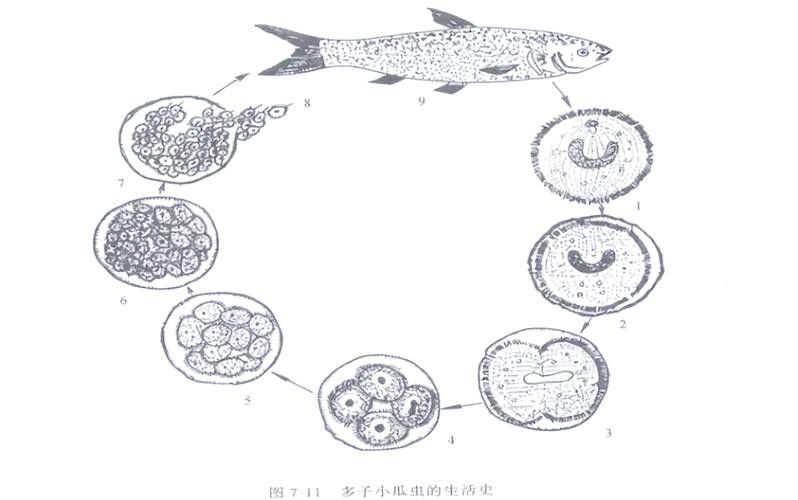 龍魚身上白色線狀寄生蟲圖片 龍魚身上白色線狀寄生蟲圖片 龍魚百科 第36張
