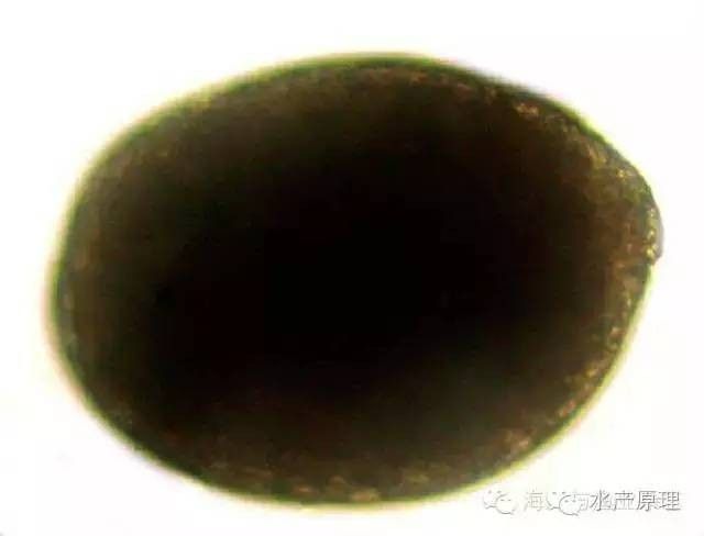 龍魚身上白色線狀寄生蟲圖片 龍魚身上白色線狀寄生蟲圖片 龍魚百科 第30張