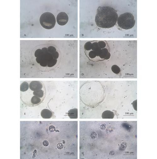 龍魚身上白色線狀寄生蟲圖片 龍魚身上白色線狀寄生蟲圖片 龍魚百科 第28張