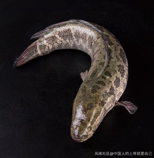 亞洲黑龍魚