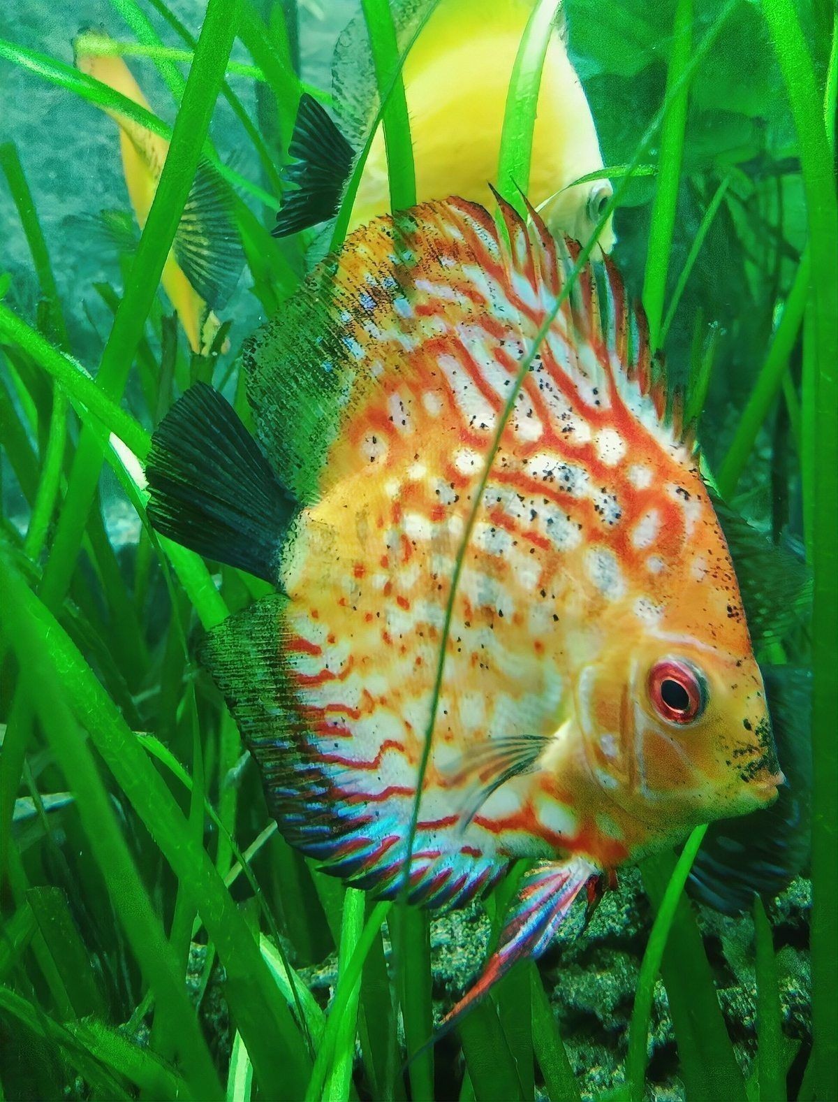 養孔雀魚的10大忌