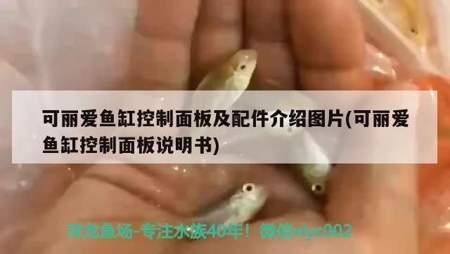 可麗愛魚缸面板壞了怎么辦 可麗愛魚缸面板壞了怎么辦 龍魚百科 第4張