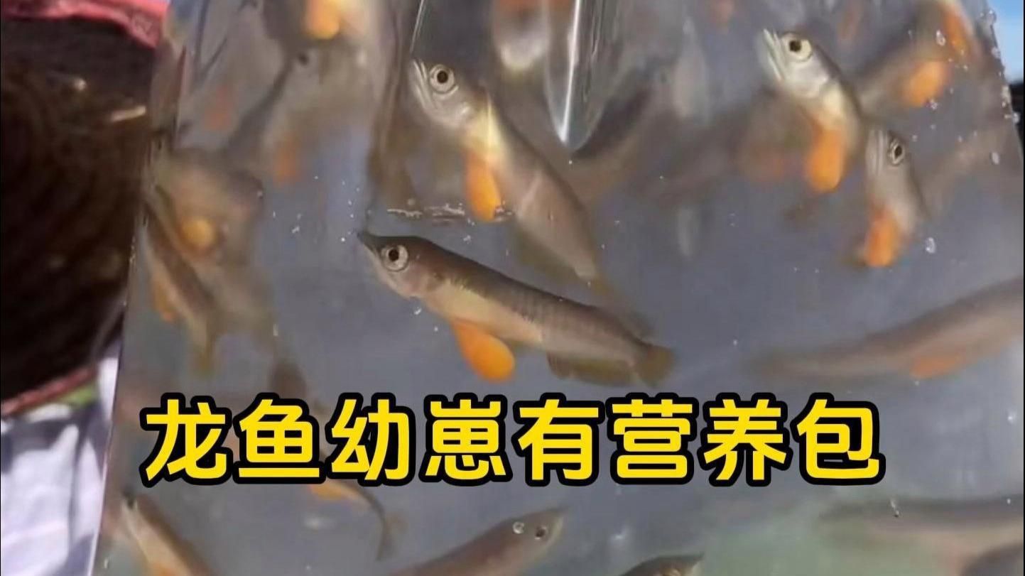 龍魚魚苗