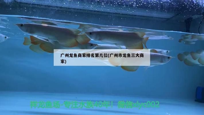 廣州市龍魚三大商家有哪些 廣州市龍魚三大商家有哪些 龍魚百科 第3張