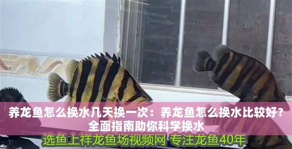 養龍魚怎么換水幾天換一次：養龍魚怎么換水比較好？全面指南助你科學換水