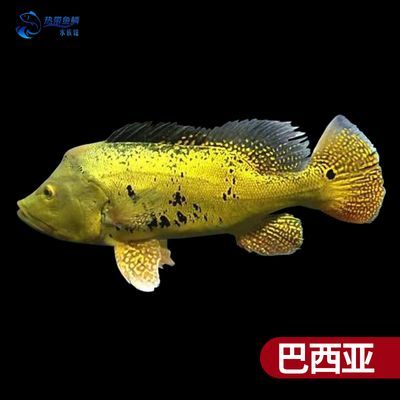 巴西亞魚和龍魚混養嗎：巴西亞魚與龍魚可以混養但需要注意以下幾個要點